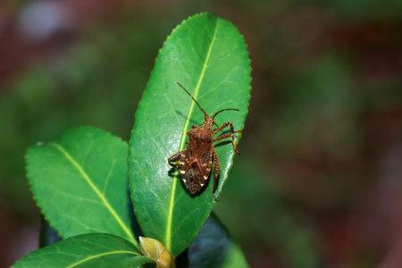 Detailed view of Acanthocoris Scaber on a vibrant green leaf, showing its intricate patterns and...