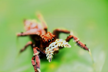 A detailed close-up of a Portia labiata, showing its intricate patterns and colors. The spider's...