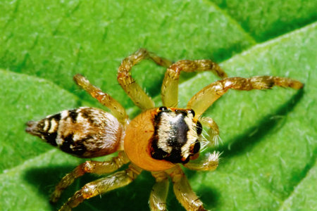 A detailed close-up of a Plexippus paykulli, showcasing its intricate patterns and colors. The...