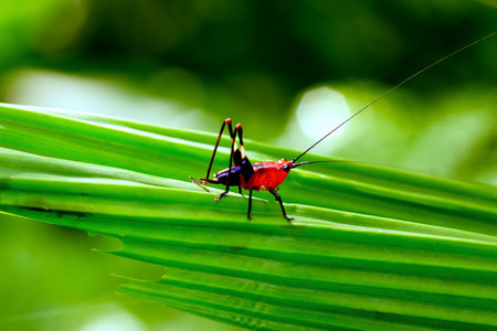 A colorful katydid nymph stands out against the greenery, showing its vibrant red and black body. Captured in Wulai District, New Taipei City.の写真素材