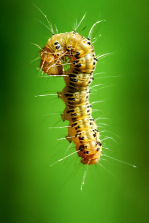 A close-up of a colorful Tussock moth larvae showcasing its intricate patterns and hairy texture. Captured in the wild, exhibiting natural beauty, Wulai District, New Taipei City.の写真素材