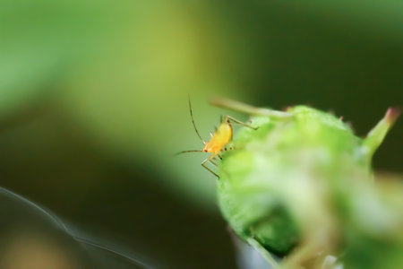 A bright yellow Katydid Nymph stands out against the lush green backdrop, showingcasing nature's beauty. Wulai District, New Taipei City.の写真素材