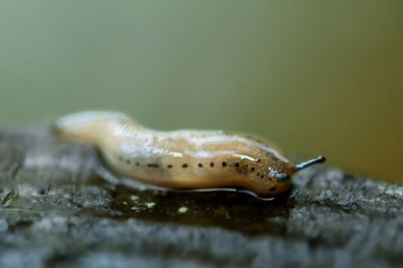 A detailed close-up of an Agriolimax agrestis slug, showing its intricate body texture and natural elegance. Wulai District, New Taipei Cityの写真素材