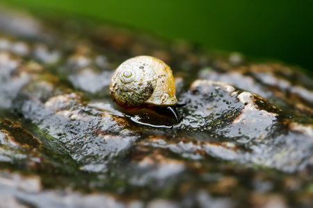 A close-up of a golden snail, its shell glistening, moving gracefully across a dark, wet rock surface adorned with raindrops. Wulai District, New Taipei City.の写真素材