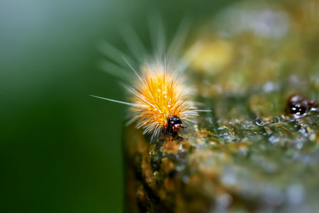 A close-up of a Spilarctia nydia werneri caterpillar showcasing its vibrant orange hairs and black...