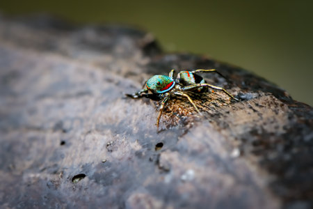 Striking blue spider with distinct red and black markings and crisp detail. A rare sight in the natural habitat of Wulai, New Taipei City.の写真素材