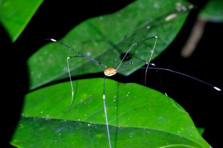 Detailed capture of a a daddy longlegs spider on a leaf. Vibrant colors and natural light enhance...
