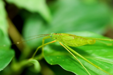 A close-up of a vibrant green katydid, showcasing its detailed texture and patterns.  Wulai District, New Taipei City.の写真素材