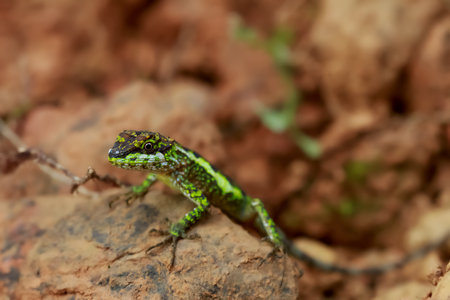 Detailed macro photo of Japanura swinhonis, showing its vibrant green color and intricate body pattern. Captured in its natural environment. Wulai, Taiwan.の写真素材