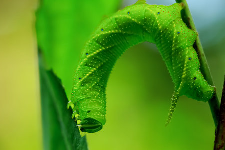 Detailed macro photo of a larva of the family Sphingidae, showing its vibrant green color and...