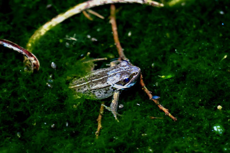 A close-up of a frog's head poking out of a pond, eyes wary. Surrounded by lush greenery, it...
