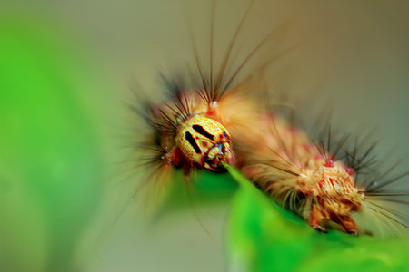 Detailed macro photo of a larva of the family Sphingidae, showing its vibrant green color and...