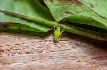 Detailed macro shot of A tea green leafhopper (Jacobiasca formosana), known for influencing Oriental Beauty tea flavor. Taiwan.の写真素材