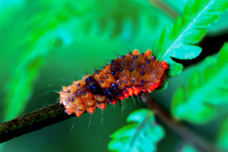 Detailed view of an orange Eterusia taiwana caterpillar with spiny projections on a plant stem. Wulai, Taiwan.の写真素材