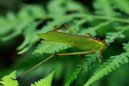 Detailed macro photo of a Tettigoniidae (or katydid), showing its vibrant green color and intricate...