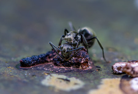 Detailed macro footage captures the complex textures and shapes of black-stinging ants. A vivid...