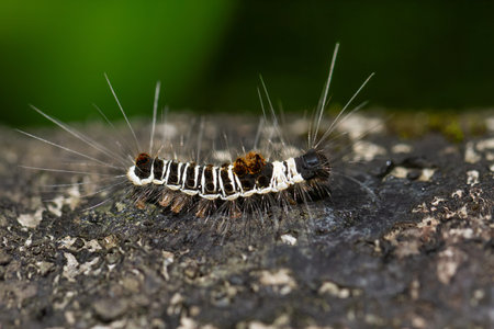 Close-up of a black-and-white striped caterpillar of Euproctis kanshireia (also known as a capped...