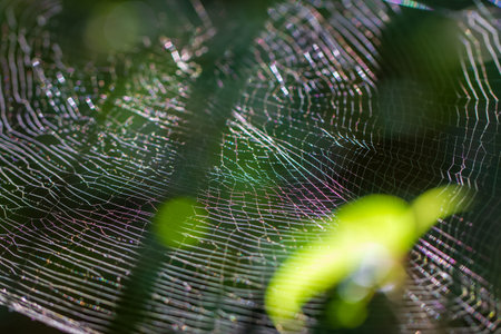 Close-up of intricate spider web glittering in sunlight. Delicate silk threads create beautiful...