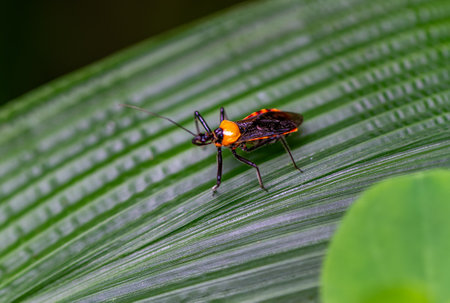 Detailed macro photo of a black Stink bug (Biasticus flavinotum) with distinctive orange markings on its dense foliage. A rare find in Wulai, Taiwan.の写真素材