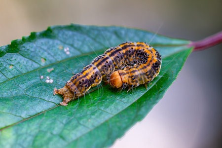 A detailed shot of an Asota heliconia zebrina caterpillar, characterized by its orange-brown body...
