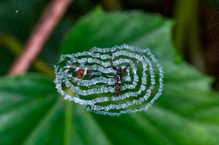A detailed capture of a silver-bellied orb spider (Cyclosa argentata), showing its intricate web and...