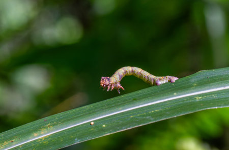 An inchworm(Geometridae ) moth larvae hunches as it crawls on green leaves. Shot in natural habitat...