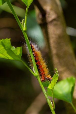 Close-up of a brown Amsactoides solitarius caterpillar with long hairs on its back, demonstrating...