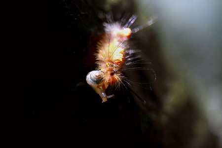 A vibrant orange caterpillar meets a snail on earthy terrain. A moment of natural interaction...