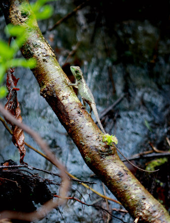 A uniquely colored Yellow-mouthed Japalura perched on a tree trunk and looked around warily....