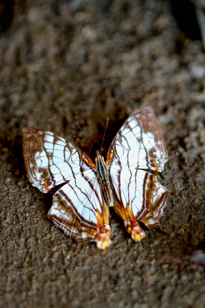 A detailed capture of a Common Mapwing butterfly(Cyrestis thyodamas formosana) with striking wing patterns on a natural backdrop. Wulai, Taiwan.の写真素材