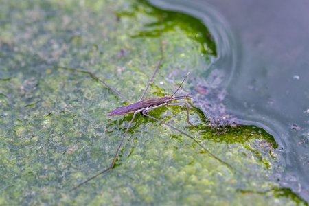 A delicate water strider balances on bubbles of vibrant green algae in a freshwater pond. Capturing...