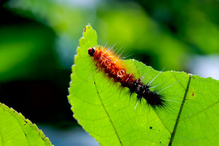 A vibrant orange caterpillar, Spilarctia subcarnea(Spilarctia nydia werneri), with a black tail and long white hairs, perches on a green leaf. Wulai, Taiwan.の写真素材