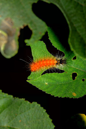 A vibrant orange caterpillar, Spilarctia subcarnea(Spilarctia nydia werneri), with a black tail and...