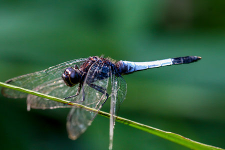 Orthetrum triangulare dragonfly at rest on a leaf. Showcases black eyes and body with a greyish-white tail, set against a green backdrop; Wulai, Taiwan.の写真素材