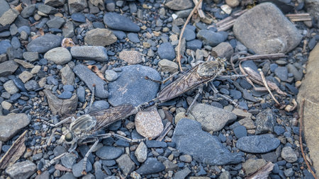 Two mating robber flies on a rocky surface. Close-up shot with detailed view of the insects, Wulai, Taiwan.の写真素材