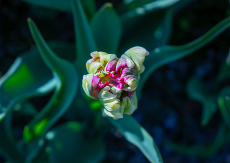A vibrant green and pink tulip bud, surrounded by lush green foliage. The image captures the beauty...