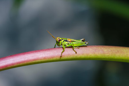 A small green grasshopper perfectly camouflaged on a slender green stem. Its long hind legs and...