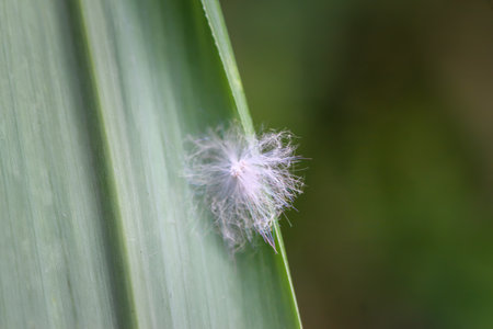 A macro shot of a Ricanoides flabellum nymph, showcasing its unique fluffy white appearance. The nymph is covered in waxy filaments, giving it a soft, feathery look. Taiwan.の写真素材
