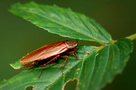 A close-up of a vibrant brown Blattella sp. cockroach perched on a green leaf. The cockroach has a...