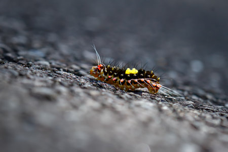 An Erasmia pulchella hobsoni caterpillar, showcasing its black body with bright yellow patches and red tubercles on the head. The caterpillar is crawling on a rough surface. Taiwan.の写真素材
