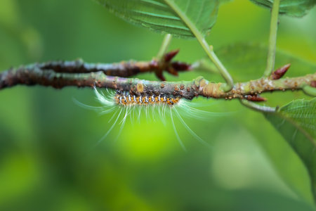 A small, fuzzy caterpillar(Manulea hokopo) with orange and white markings clings to a green twig. Its long, silky hairs provide excellent camouflage. Wulai, Taiwan.の写真素材