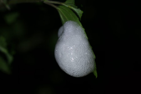 A macro shot of a frothy spittlebug nest on a plant stem. The foamy mass provides protection for the nymph developing inside. Taiwan.の写真素材