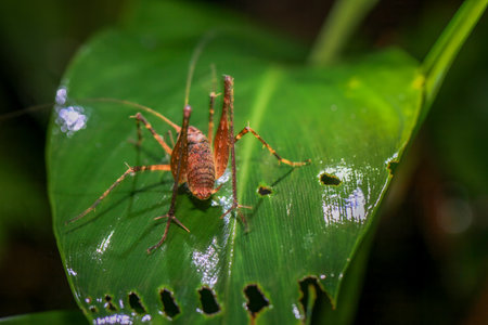 A detailed macro shot of a Taiwanese bush cricket perched on a fern leaf. The cricket's intricate...