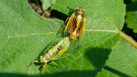 Two cicadas, Mogannia hebes, mating on a green leaf. The male is green while the female is yellow. Both insects have large, transparent wings. Captured in Wulai, Taiwan.の写真素材
