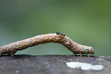 A macro shot of a black ant crawling on a brown inchworm. The ant is walking along the caterpillar's body, while the inchworm remains stationary. Taiwan.の写真素材