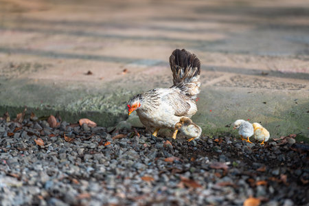A close-up of a white hen with her fluffy chicks on a stone path. The hen is looking to the side, while the chicks huddle together. Taiwan.の写真素材
