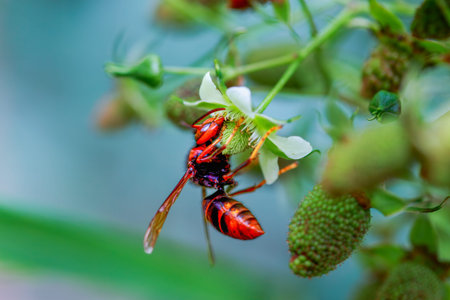 A solitary wasp is perched on a green plant. The wasp's striking orange and black coloration is...