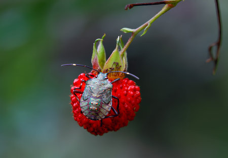 Macro photo of a brown stink bug (Halyomorpha halys) nymph on a ripe wild berry. The mottled brown...
