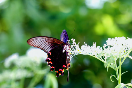 A stunning Chinese Peacock Butterfly (Papilio bianor) perched gracefully on delicate white blossoms....