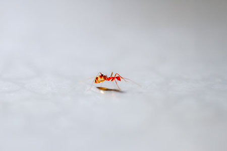 A single red ant is captured in a moment of action on a plain white background. Its tiny legs and...